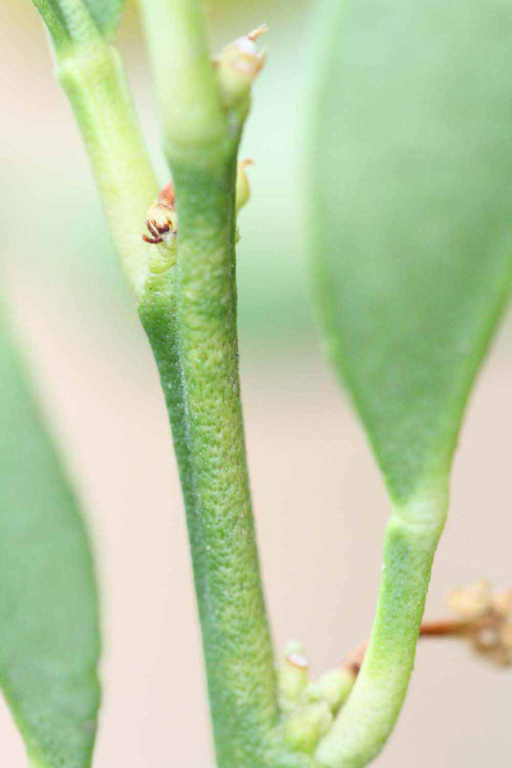            First year twig (Riverside, CA)   